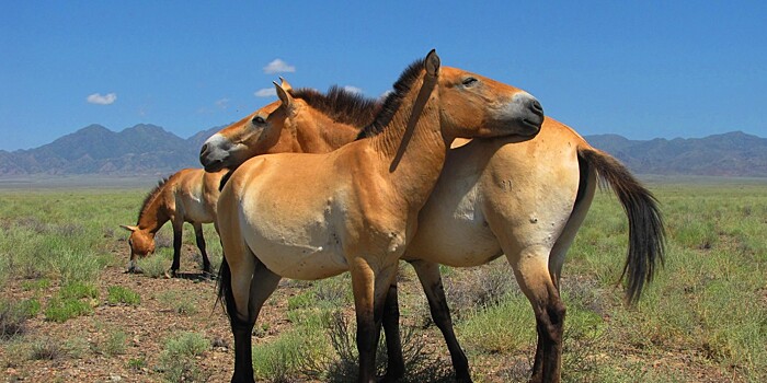 «Джунгарское чудо»: как в Казахстане возрождают популяцию лошади Пржевальского
