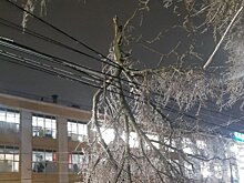 В Нижнем Новгороде повалило 575 деревьев от ледяного дождя