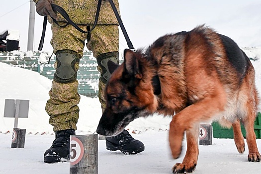 Поисковики хоронят останки собак, которые помогали бойцам в годы войны