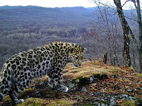 Котенок дальневосточного леопарда подождал мать с охоты и попал в кадр