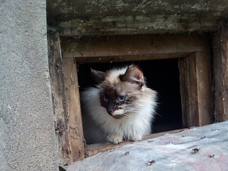Человечность отчасти победила СанПиН: поможет ли приказ Минстроя кошкам в тверских подвалах?
