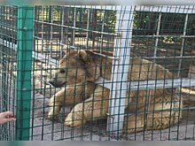 В Челябинске в сорокоградусную жару медведя приковали в клетке