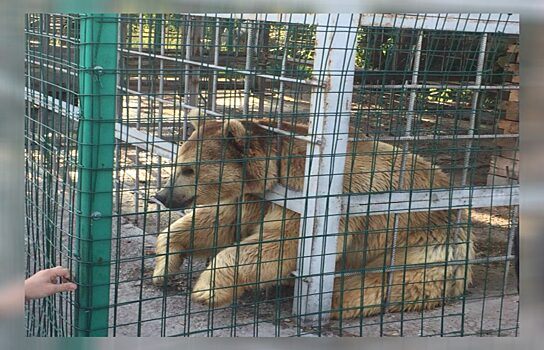 В Челябинске в сорокоградусную жару медведя приковали в клетке