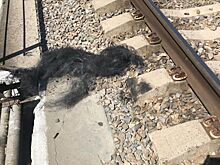 В Белореченском районе рыбака ударило током на железнодорожном мосту