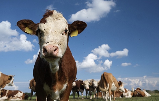 Трансгенных коров научили давать молоко с инсулином