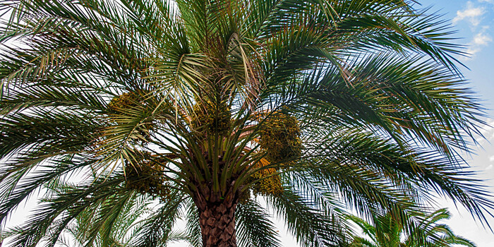 В России подняли налог на пальмовое масло: что ждет покупателей