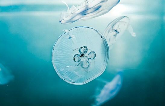 Туристов в Таиланде стали чаще кусать ядовитые медузы