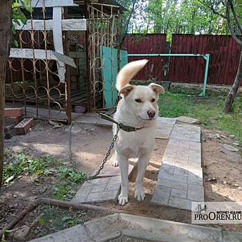 В селе Краснохолм ввели карантин по бешенству