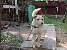 В селе Краснохолм ввели карантин по бешенству