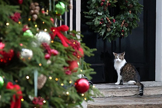 Ларри отмечает 15 лет в роли главного политического кота Британии