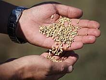 Ученые Стэнфорда предупредили об угрозе исчезновения одного продукта на Земле