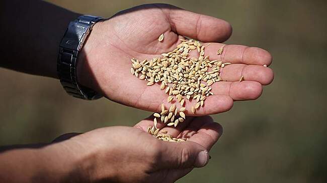 Ученые Стэнфорда предупредили об угрозе исчезновения одного продукта на Земле