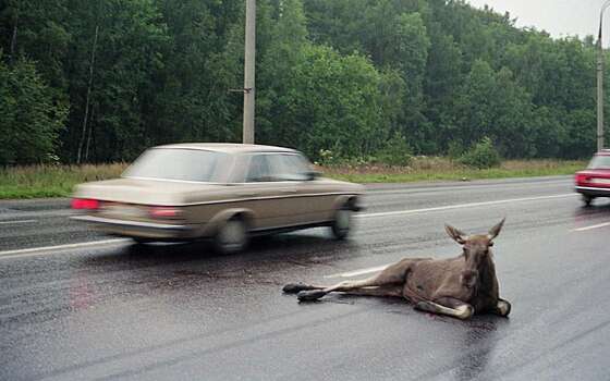 В Ярославской области водитель, сбивший лося, погиб под колесами попутной машины