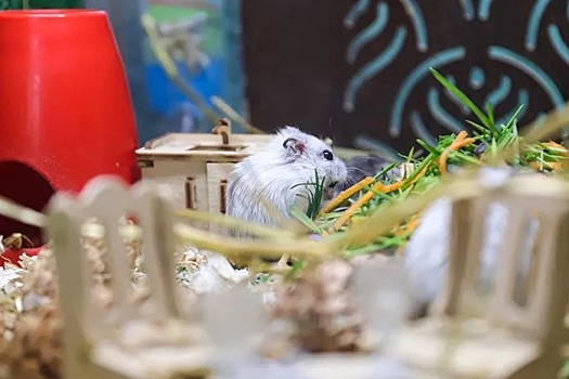 Лекарство из китайских хомячков за миллионы: как Ростов борется с раком