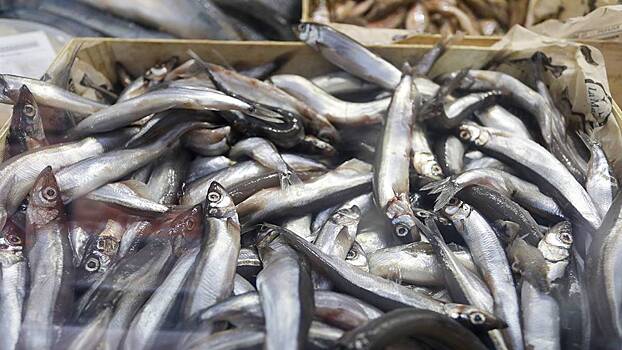Петербуржцы и гости города скупили почти 8,5 тонны рыбы на «Празднике корюшки»