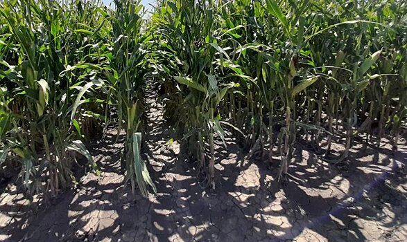 Аномальная засуха в США повлияла на мировой прогноз по кукурузе