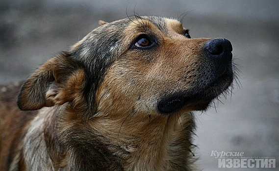 В Курске возобновляют отлов бездомных собак