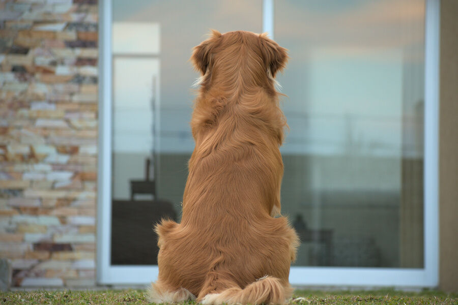 Жительница Москвы выкинула из окна 7-го этажа собаку и объяснила все нервным срывом