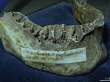 Раскрыта 800-летняя тайна смерти короля крестоносцев