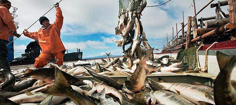 Минтай в мутной воде: как изменятся правила игры в рыбной отрасли