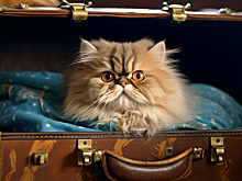 Перевозку животных в поездах и самолетах могут сделать бесплатной