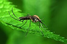 Жители Балакова пожаловались на «комариное нашествие» и отсутствие репеллентов