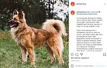 Пёс с беличьим хвостом из приюта на Машкинском шоссе ищет «своего» человека