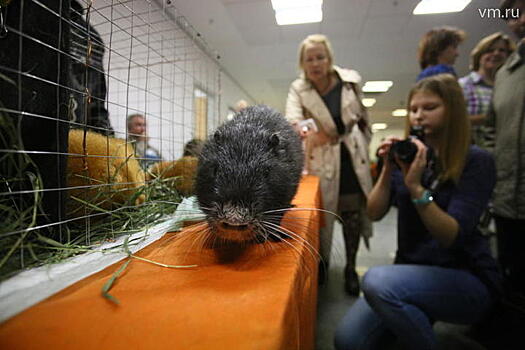 Крупнейшая выставка мелких домашних животных «ЗооПалитра» состоялась в столице