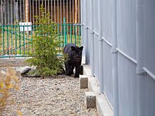 Абаканским пантерам расширили жилплощадь