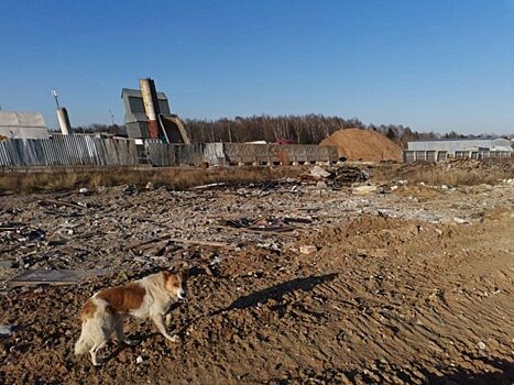 Минэкологии оштрафовало ивантеевскую компанию за незаконное размещение отходов в Пушкино