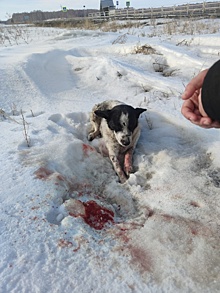 Доброта спасет мир: челябинцы борются за сбитого на дороге пса с тяжелыми травмами