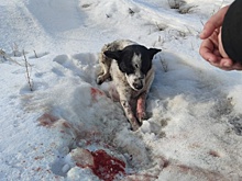 Доброта спасет мир: челябинцы борются за сбитого на дороге пса с тяжелыми травмами