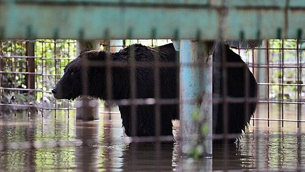 Из зоопарка в Уссурийске эвакуированы все животные