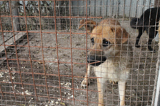 В Тынде решат наболевшую проблему с безнадзорными собаками