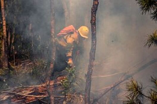 Прокуратура: Усть-Кутский лесхоз не был готов к пожароопасному периоду