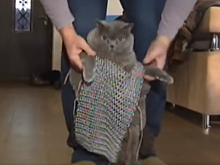 Железные доспехи для кота выковал мужчина на Ставрополье