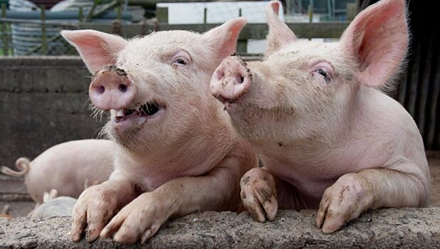 В Крыму могут ввести карантин из-за свиней