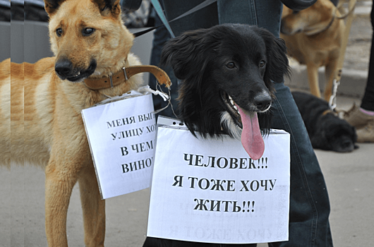 «Незрелые члены общества»: кинолог ответила депутатам, отказавшимся учреждать должность омбудсмена для животных