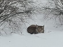 Вокруг посёлка Торфяной не обнаружено следов рыси