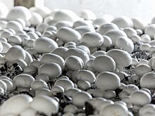 Российские аграрии вывели шампиньоны в лидеры рынка