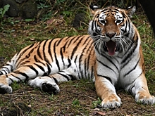 Амурский тигр умер во время рейса Москва – Хабаровск