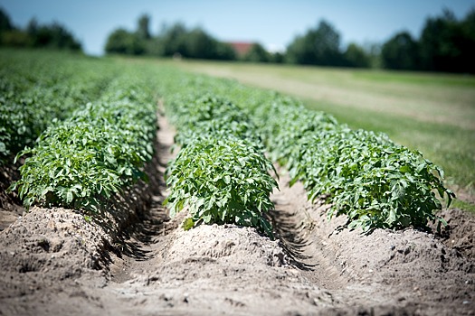 Новосибирские власти предлагают жителям землю для посадки картошки