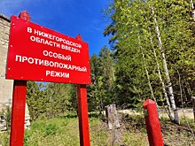 Нижегородцам рекомендуют воздержаться от посещения лесов в праздничные дни