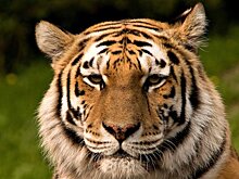 Вольер для амурских тигров в казанском зоопарке построят за 168 млн рублей