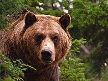 После нападения медведя на людей в Воронежской области возбуждено уголовное дело