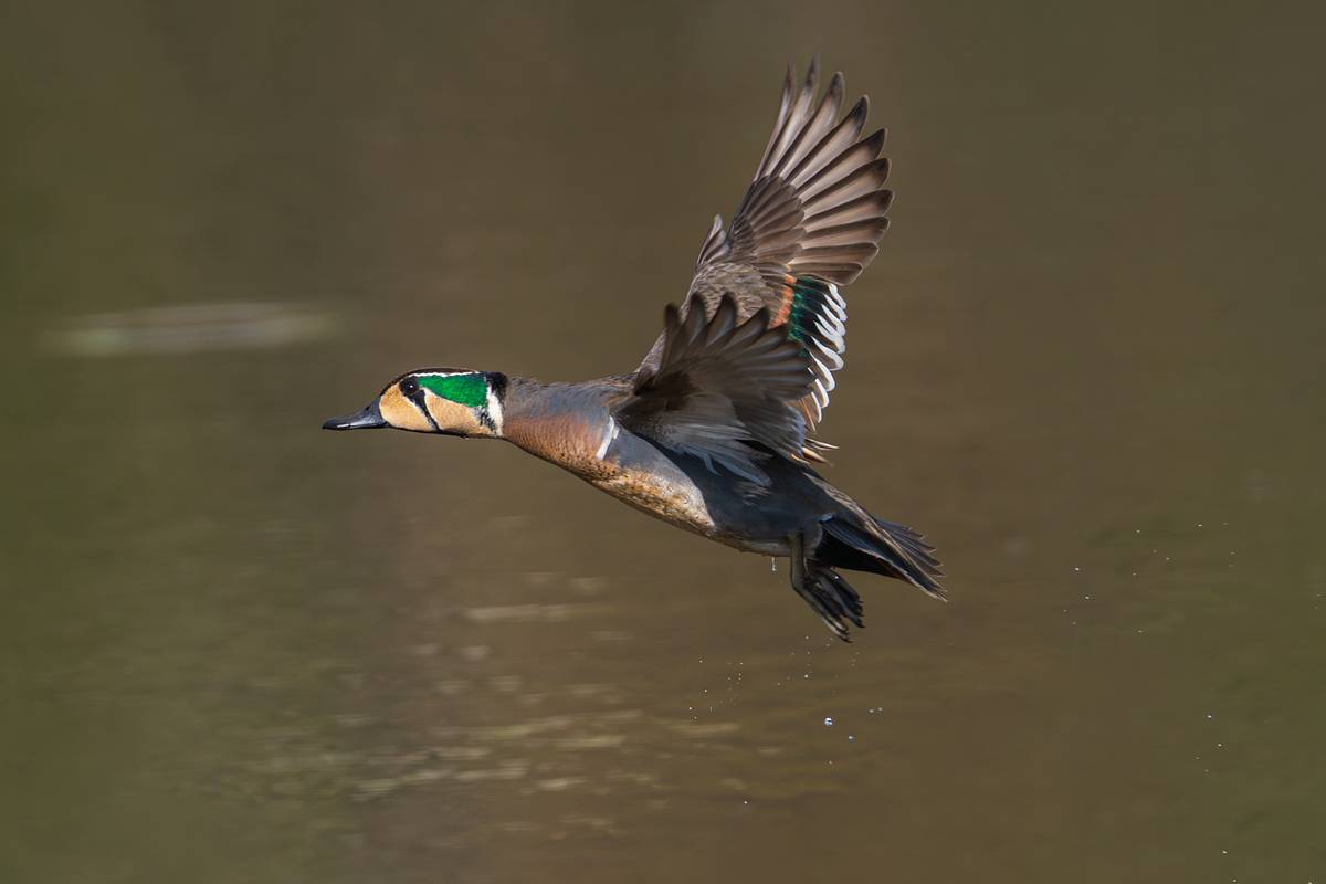 Гигантская стая редких птиц пролетела над российским регионом