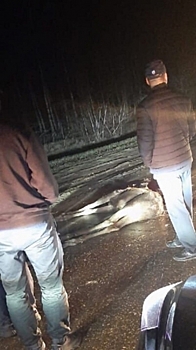 Под Павловым водитель сбил косулю