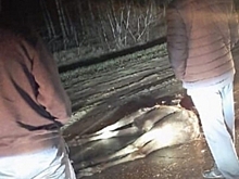 Под Павловым водитель сбил косулю
