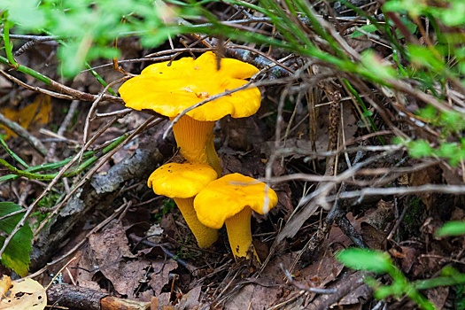 Нижегородцам рассказали о самых грибных местах в регионе