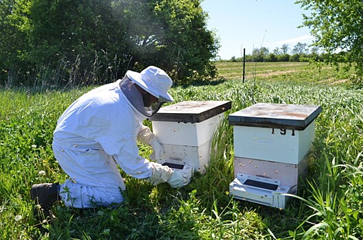 Пестициды в формате био